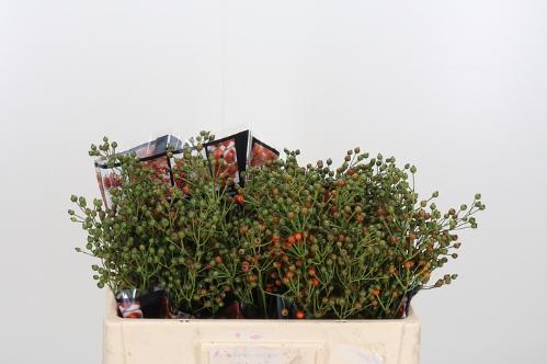 Rosa Autumn Rosefruits