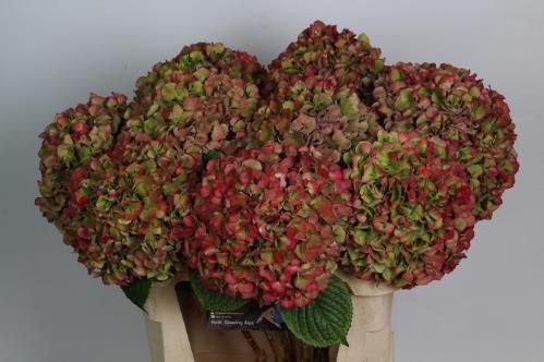 Hydrangea macrophylla Glowing Alps (classic)
