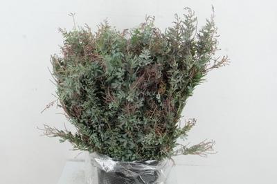 Acacia baileyana bloeiend per bos 'Purpurea'