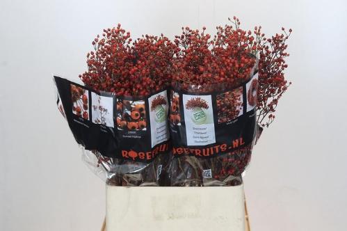 Rosa Rosefruits Elite