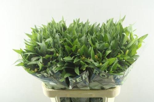 Alstroemeria Aurora