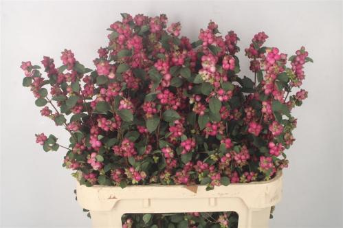 Symphoricarpos Magical Treasure
