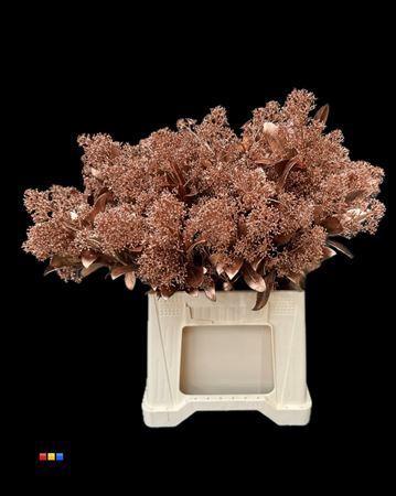 Skimmia per bos overig kleurbehandeld H%