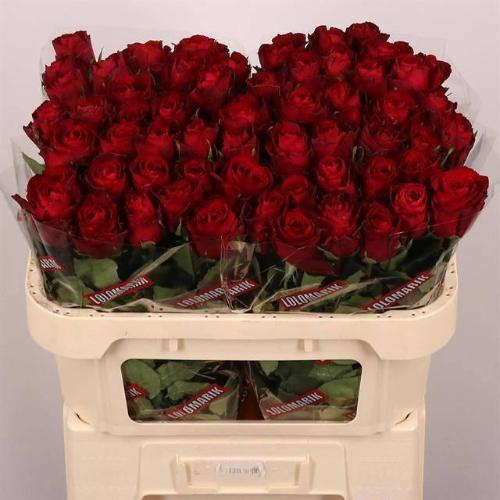 Rosa grootbloemig Madam Red