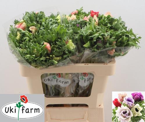 Anemone coronaria 'Galil Pastel'