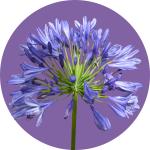 Agapanthus