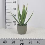 aloe-vera-in-pot-green-h19xd35cm.jpg