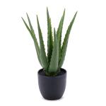 aloe-vera-plastic.jpg
