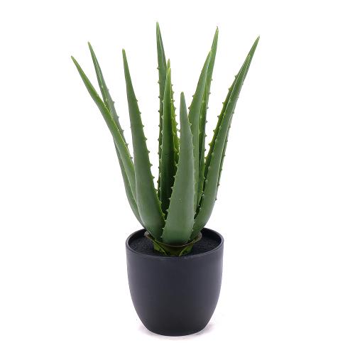 Aloe vera um. v kvetináči