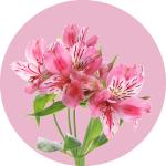 Alstroemeria