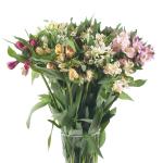 alstromeria-mix-rez-1.jpg
