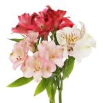 alstromeria-mix-rez.jpg