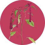 Amaranthus