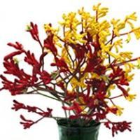 Anigozanthus mix rez