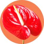 Anthurium
