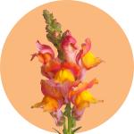 Antirrhinum