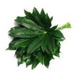 aralia-list-1.jpg