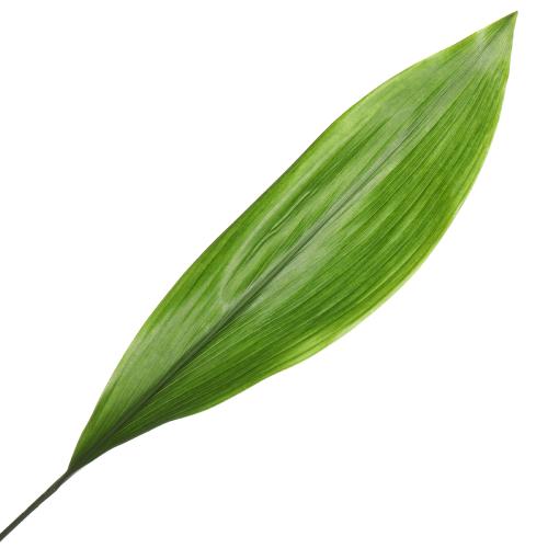 Aspidistra list 10/zv.