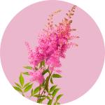 Astilbe