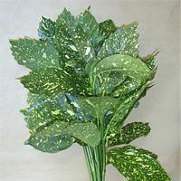 Aucuba/Philodendron listy zelene