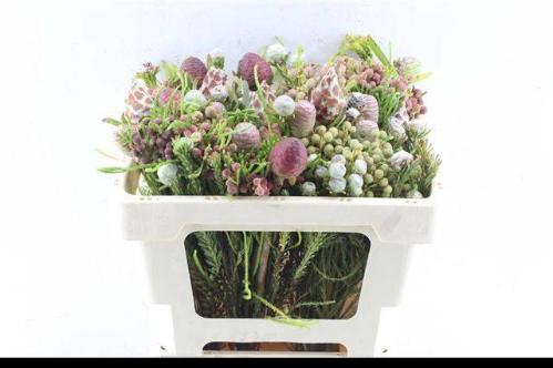 Kaaps groen gemengd in bos