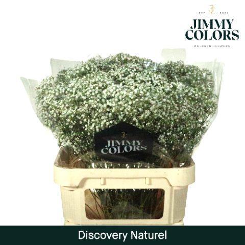 Gypsophila paniculata Zinzi Discovery