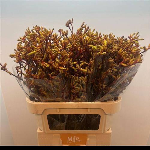 Anigozanthos 'Gold Fever'