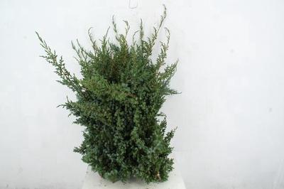 Kerstgroen overig per kilo