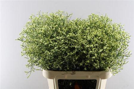 Limonium sinense China Lemon