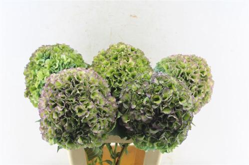 Hydrangea macrophylla Royal Pride (classic)