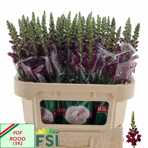 Antirrhinum majus 'Maryland Red'