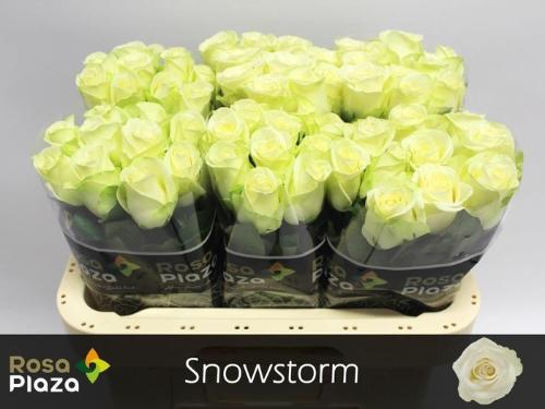 Rosa grootbloemig Snowstorm+