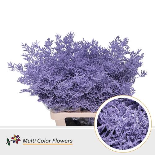 Limonium overig kleurbehandeld H%