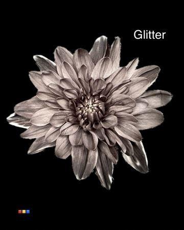 Chrysanthemum Indicum Grp tros kas kleurbehandeld H%