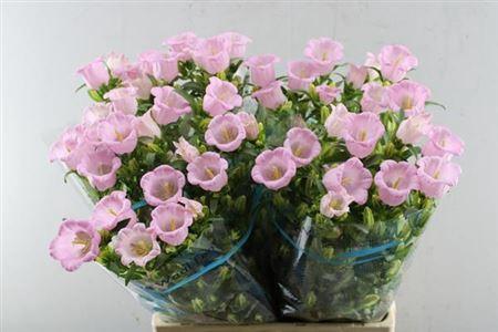 Campanula medium 'Campana Pearl Pink'