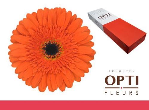 Gerbera grootbloemig 'Candela'