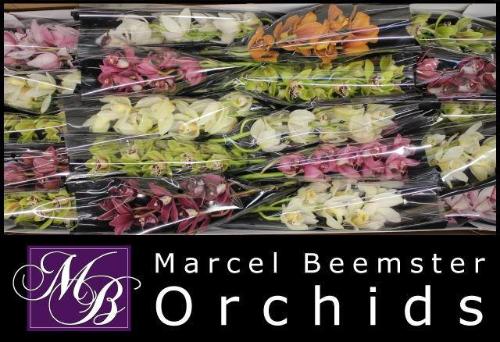 Cymbidium mini per tak gemengd