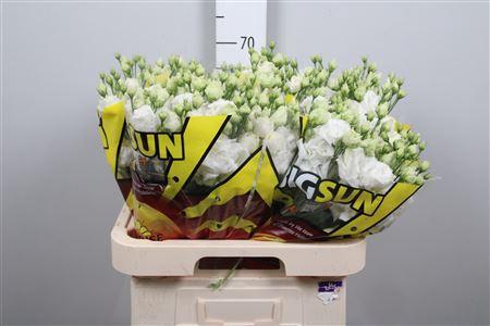 Eustoma russellianum gevuldbloemig 'Alissa Pure White'
