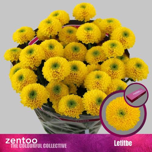 Chrysanthemum (Indicum Grp) tros Letitbe