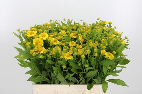 Helenium 'Kanaria'
