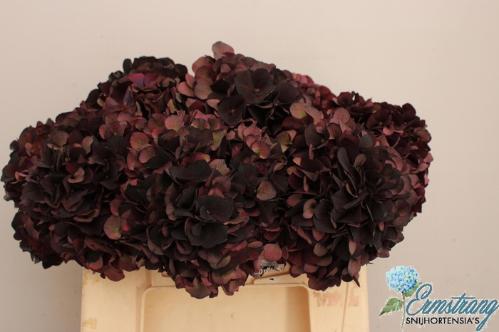Hydrangea macrophylla Magical Dark Ruby (classic)