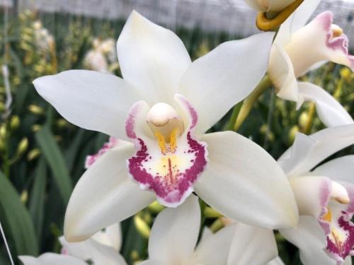 Cymbidium mini 'Angelsue'