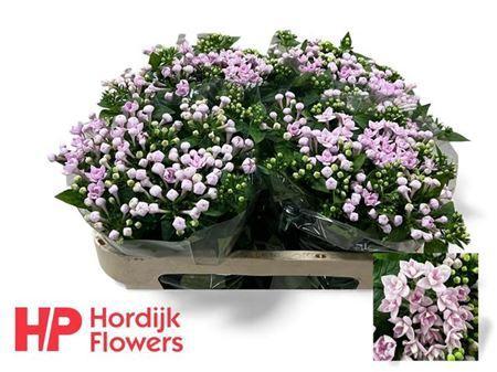 Bouvardia dubbelbloemig Princie Improved