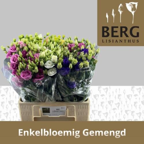 Eustoma russellianum enkelbloemig gemengd in fust