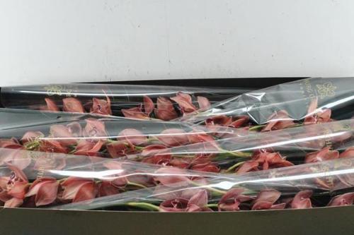 Cymbidium grootbloemig per tak 'Princess Fredericka'