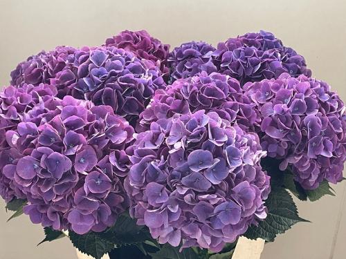 Hydrangea macrophylla Royal Opera