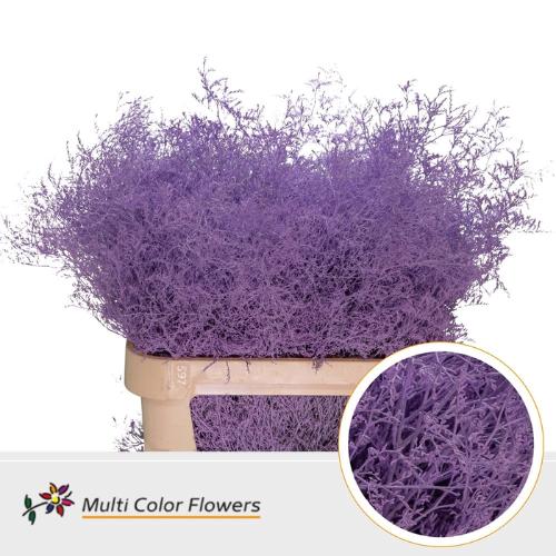 Limonium overig kleurbehandeld H%