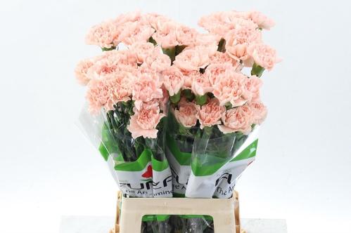 Dianthus standaard overig