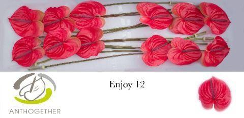 Anthurium Andreanum Grp 'Enjoy'