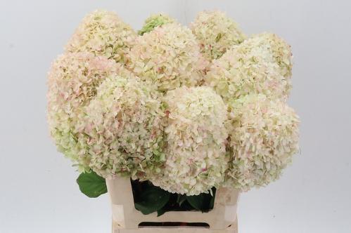 Hydrangea paniculata 'Limelight'